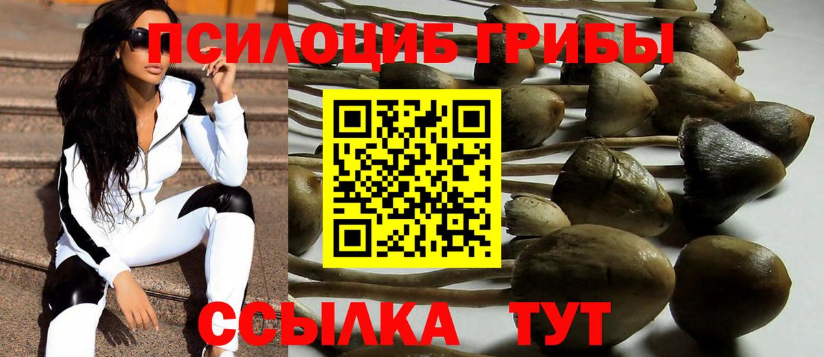 купить наркотики цена  Псилоцибиновые грибы Psilocybine cubensis  Вход с VPN  Зеленогорск 